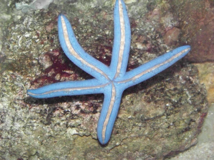 a starfish is resting on some rocks and looks like it's dying