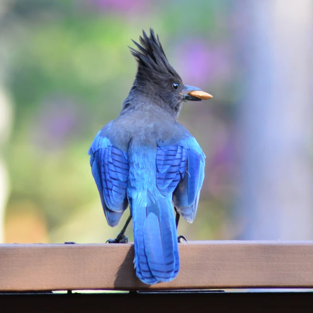 a small blue bird with black hair stands on a wood post