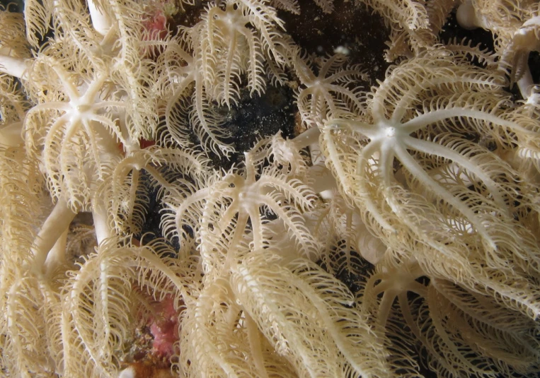 underwater view with white sea plants in the ocean