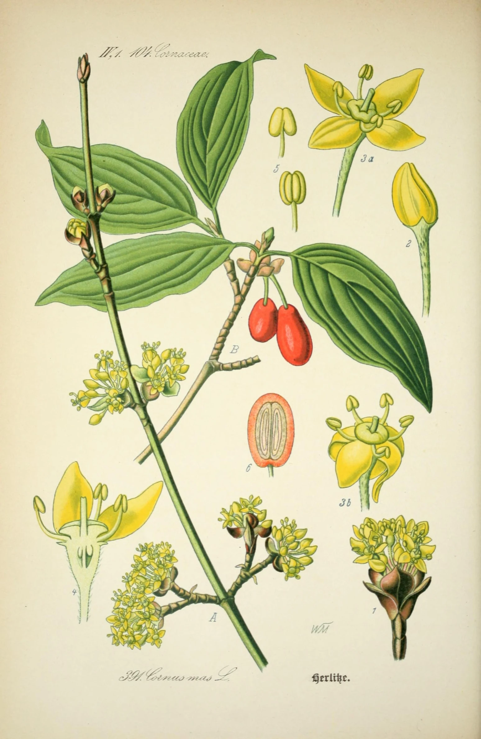 botanical drawing showing the parts of fruit on leaves