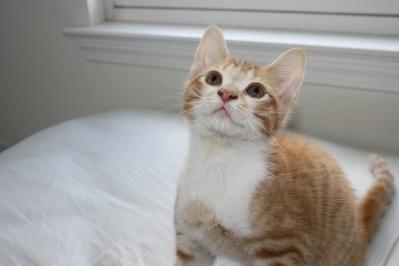 an orange and white cat looking up and towards the camera