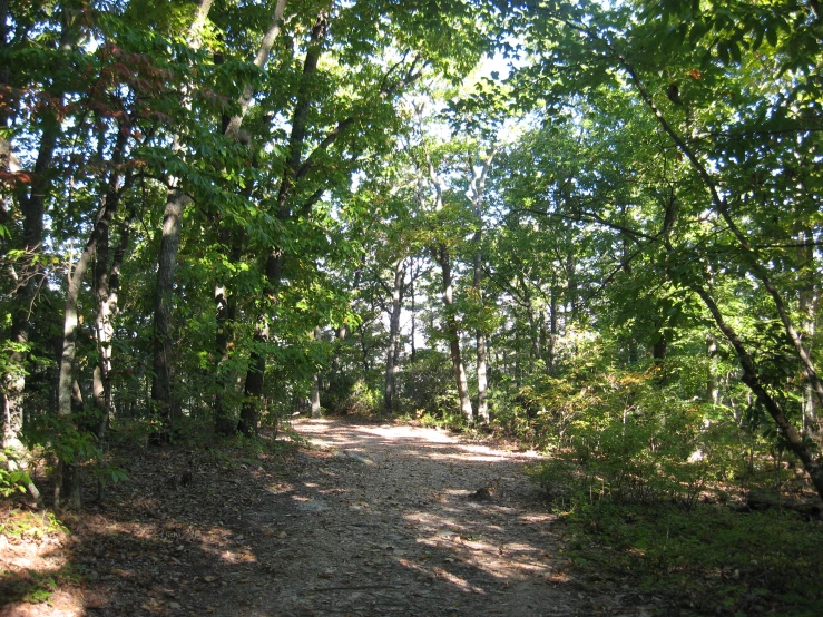 there is a small trail in the forest near the trees