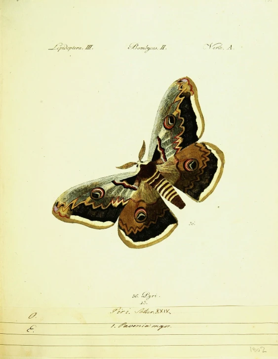 a drawing of two shoes with different types