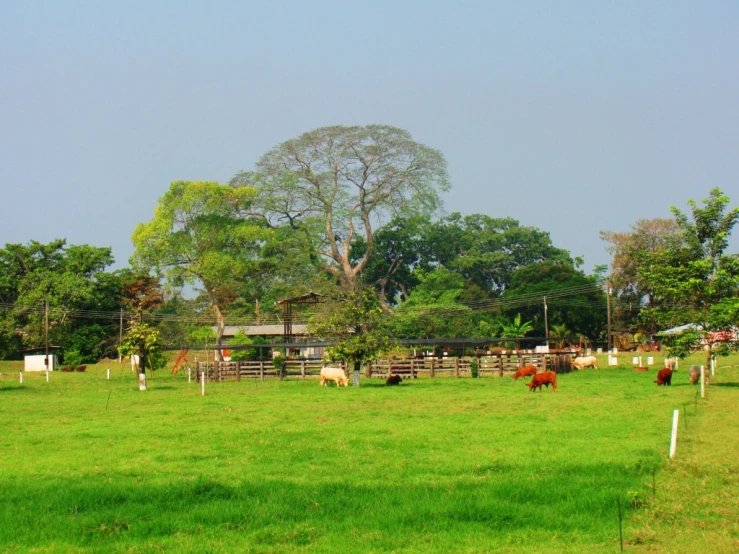 a herd of cattle grazing in a pasture