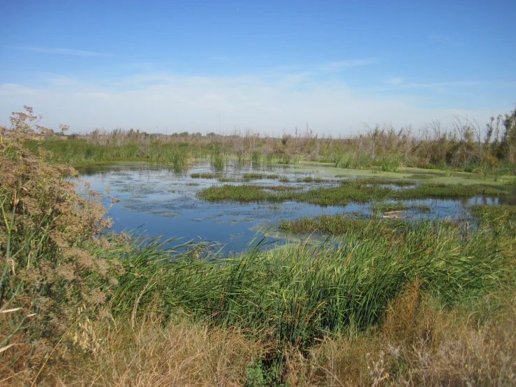 swampy pond surrounded by vegetation and trees