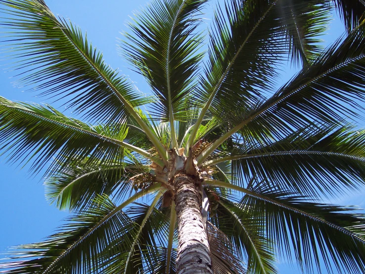 the top view of a palm tree with a blue sky background