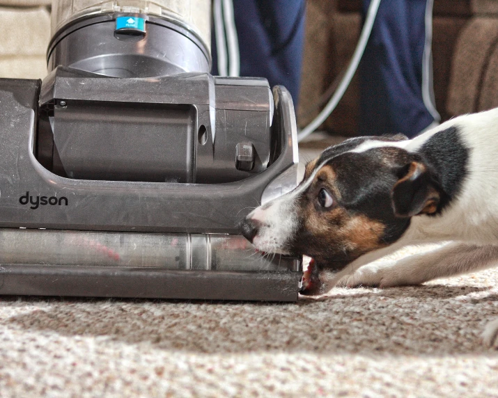 dog on carpet and person using a vac vacuum