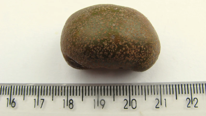 a closeup of a kiwi and a measuring tape