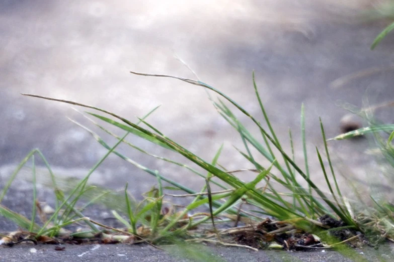an up close picture of grass in an area