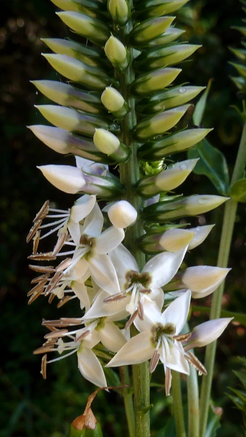 several different types of flowers on a plant