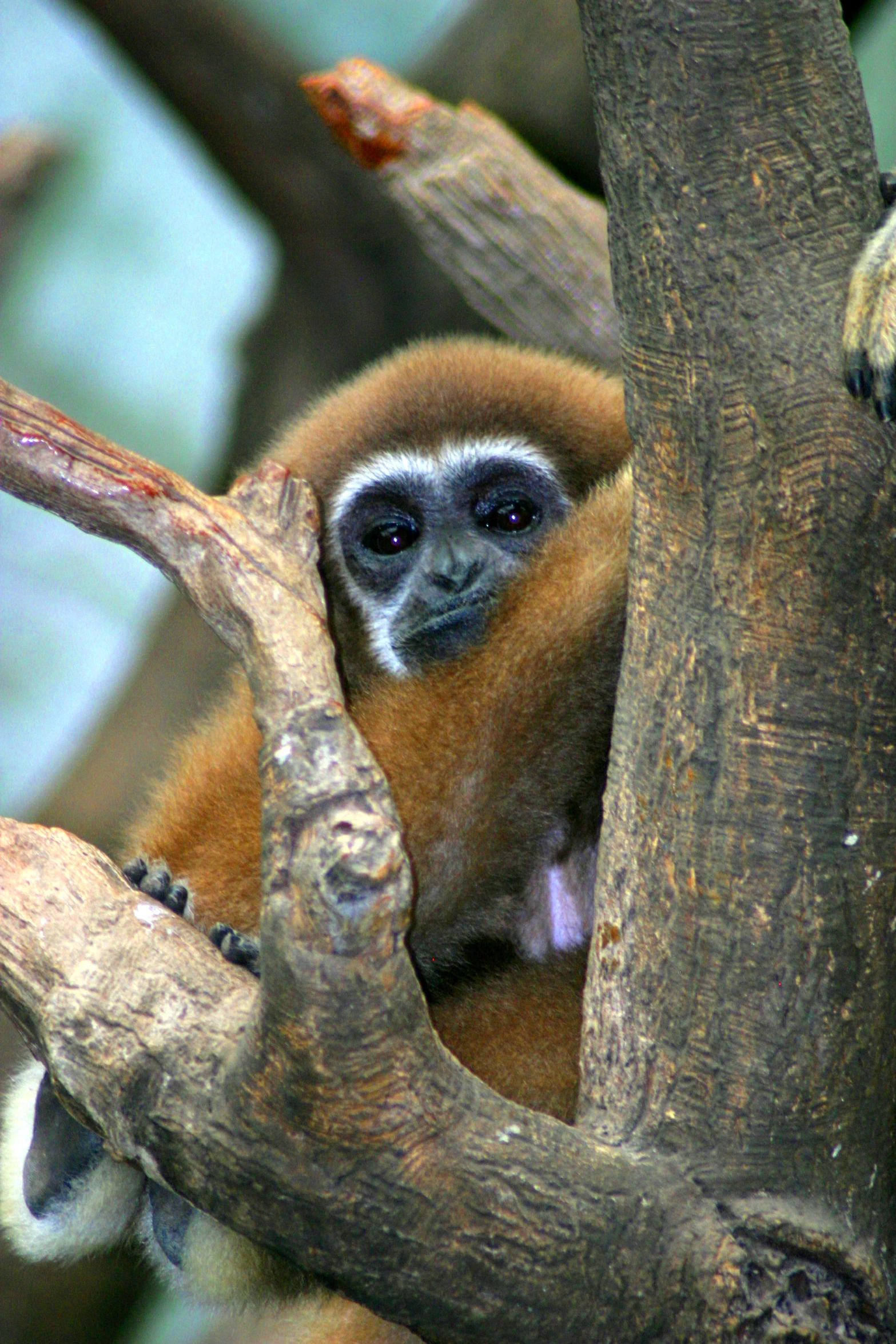 a small monkey sits in a tree nch