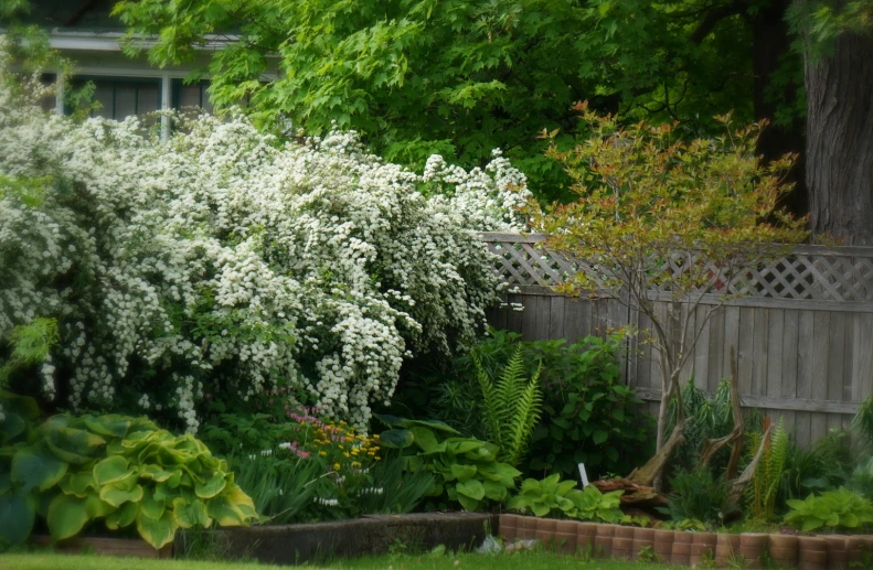 some plants next to a building with green grass and trees