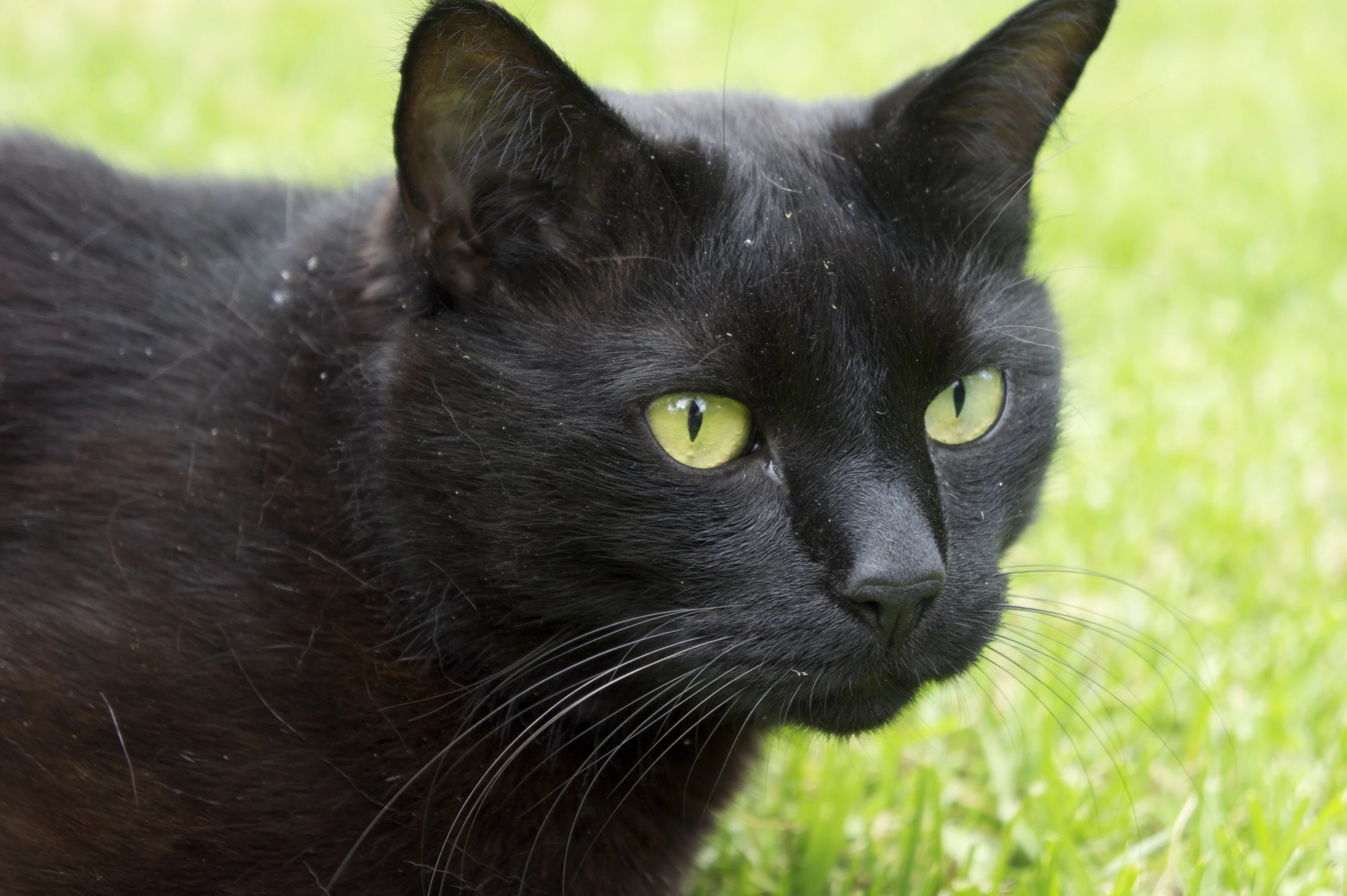 the black cat looks up at the camera