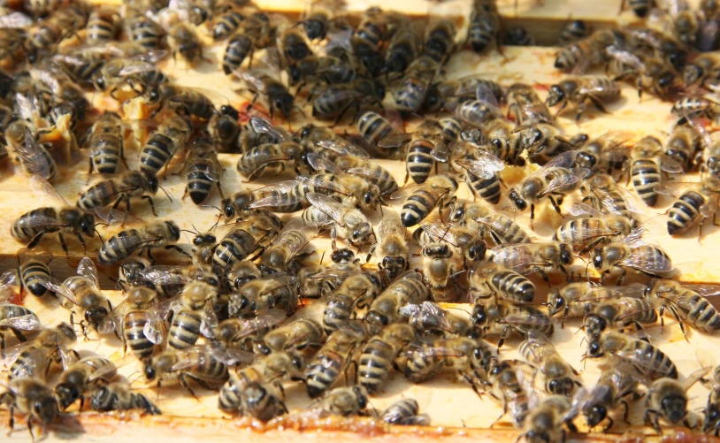 bees are clustered together on a wooden table