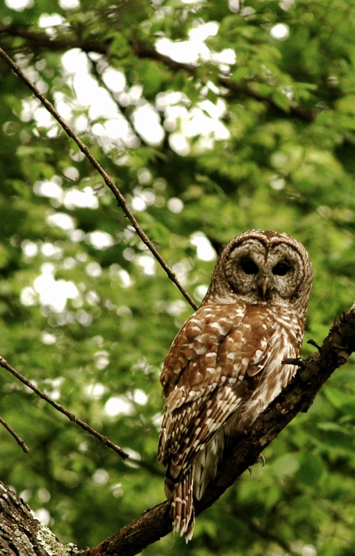 an owl perched on a nch in a tree