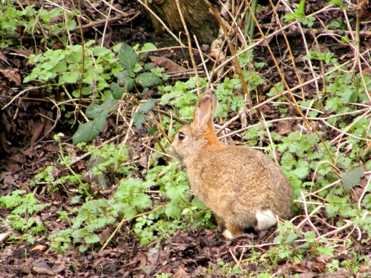 a rabbit sitting on the ground among tall grass