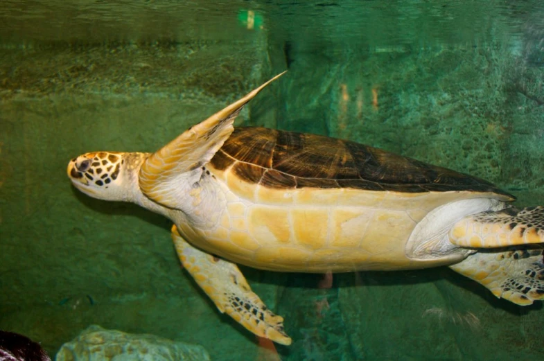 a sea turtle swimming in a tank during the day