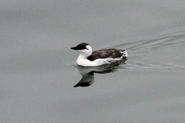 a bird floating in a body of water