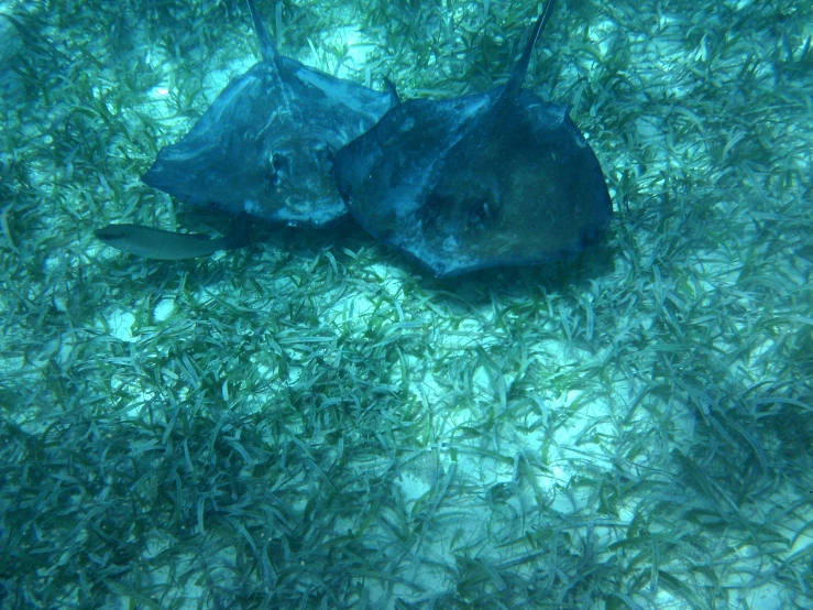 two stingfish swim in the water, each one of which has soing in its mouth