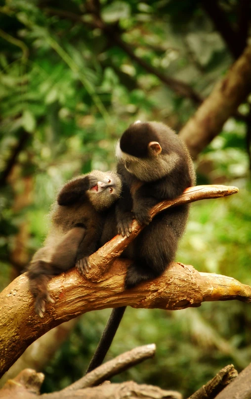 two monkeys sitting on top of a tree nch