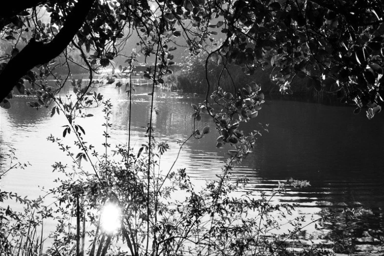 a body of water surrounded by leaves and a bunch of trees