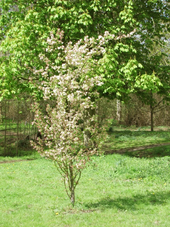 a green tree on a green lawn in a park