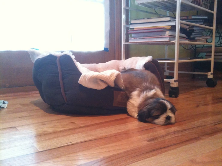 a dog laying on the floor looking for its owner