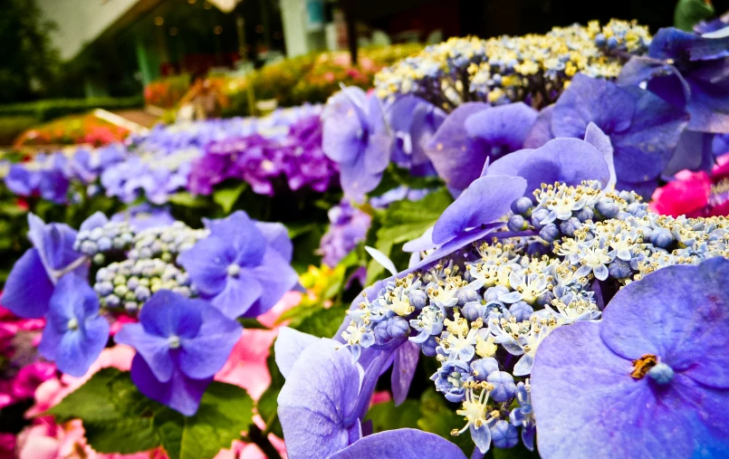 purple and pink flowers in bloom on a sunny day