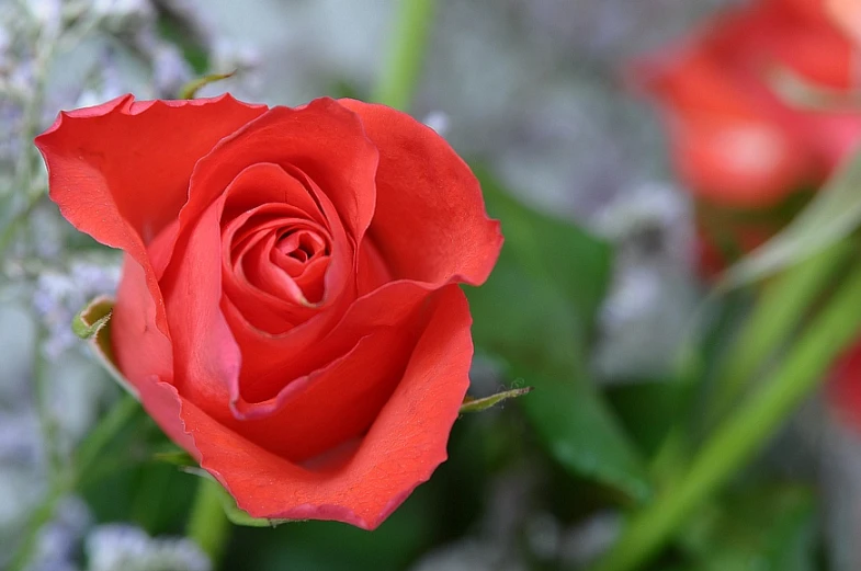 a close up of a red rose with blurry background