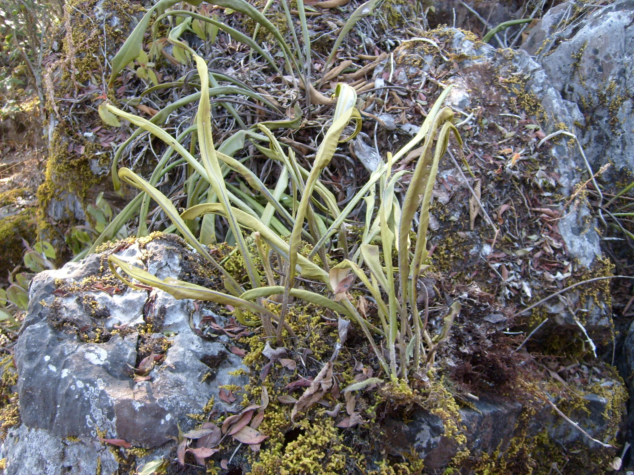 an image of some plants growing out of a rock