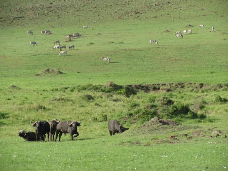 a large herd of animals walking across a grass field