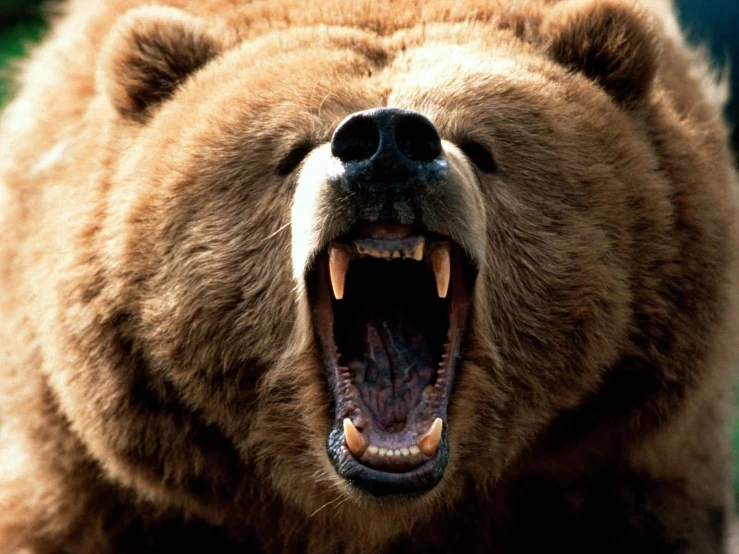 a brown bear's face with a wide open mouth