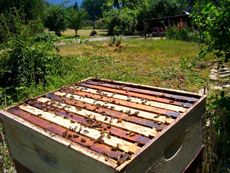 a wooden beehive is in the grass near bushes and trees