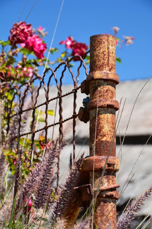 old rusty fence in front of some flowers