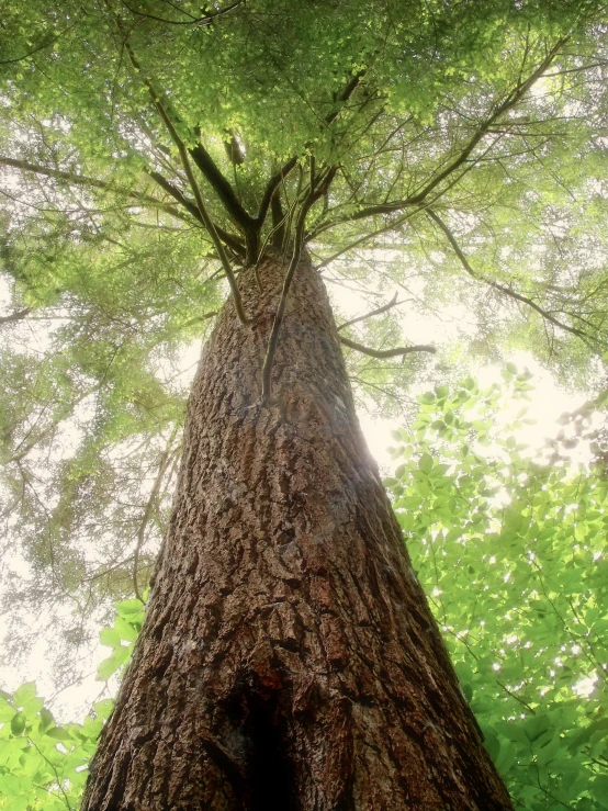 a tall tree stands near the sun through its canopy