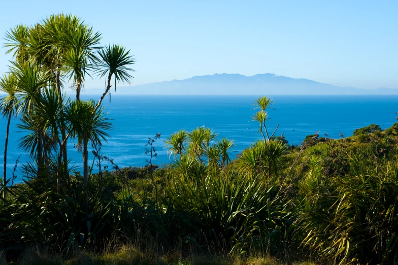 a tropical wilderness with some blue water