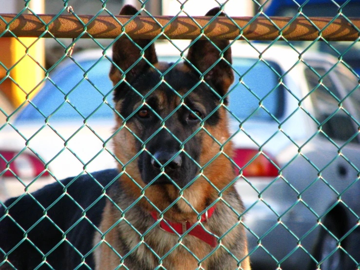 the german shepherd is behind the chain link fence