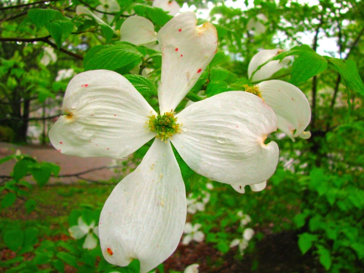 several white flowers with green leaves in the background