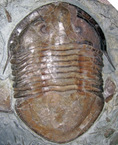 the image shows a fossil of an ancient animal