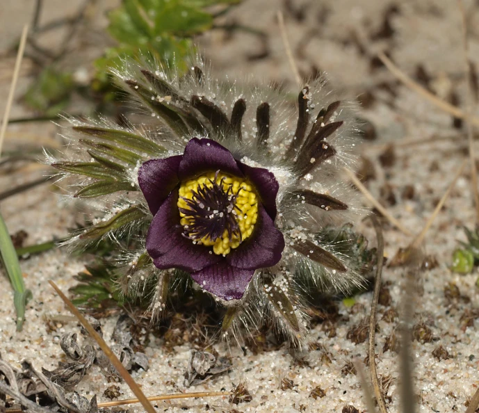 a very small flower that is in the sand