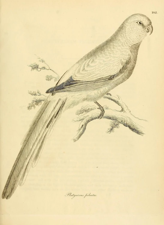 bird on nch engraving illustration from old magazine
