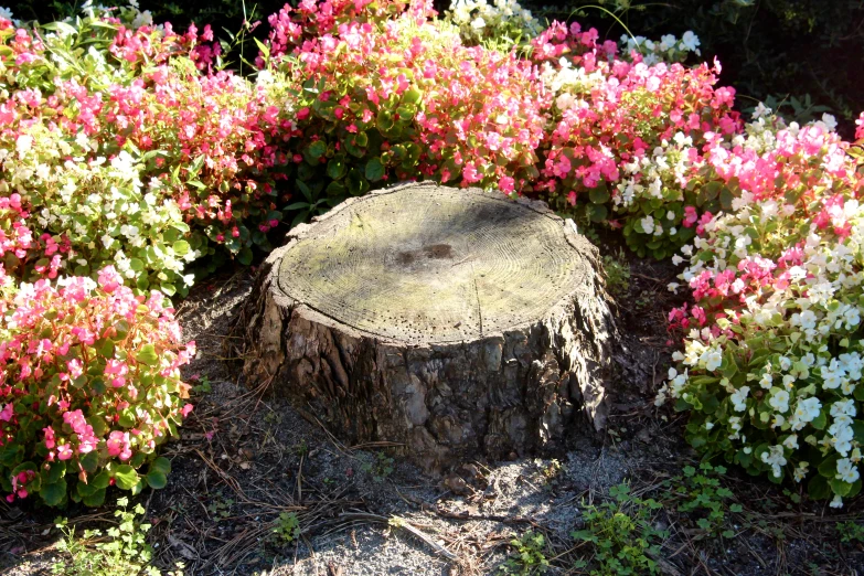 a cut tree stump sitting next to pink and white flowers