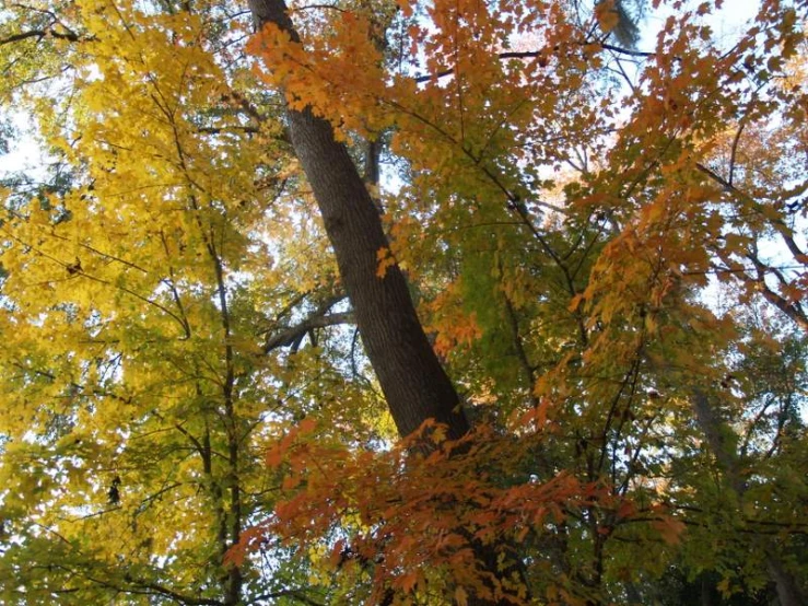 several colorful autumn leaves surrounding a large tree