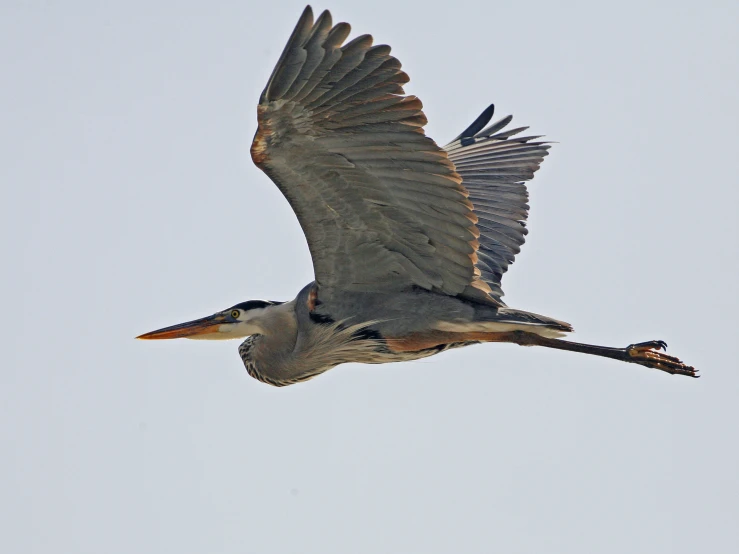 an image of a large bird in the air