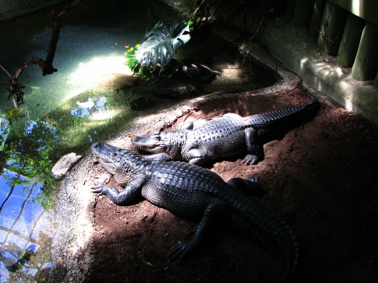 two crocodiles sitting on some dirt near a pond