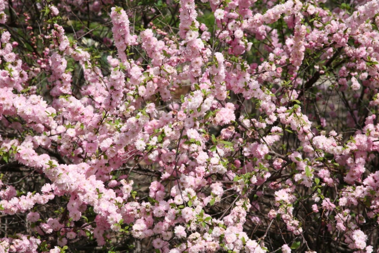 pink flowers are blooming and purple leaves