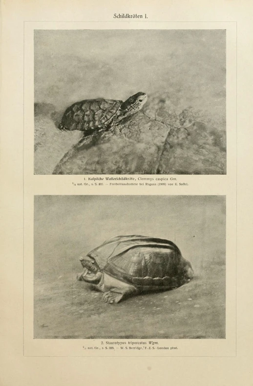 three pographs of turtles on a sandy area