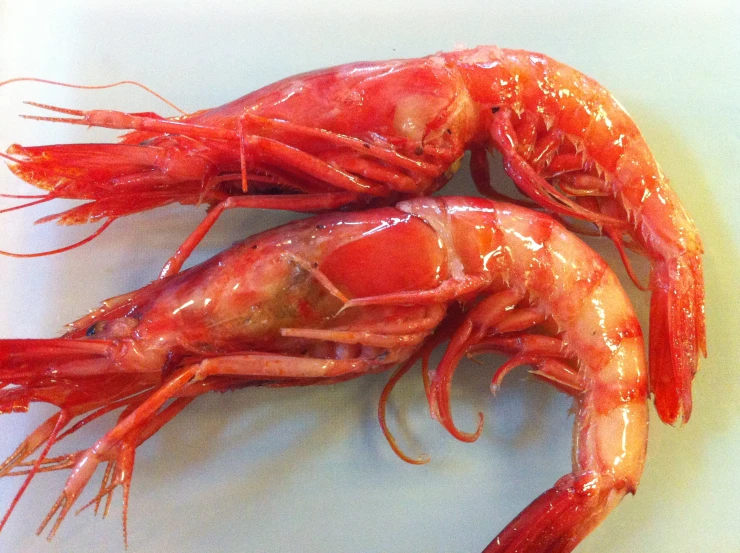 cooked red shrimp on white counter top