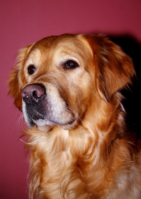 a golden retriever dog with black eyes and frizzy hair