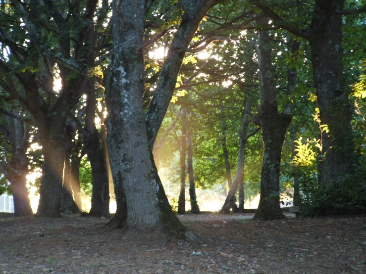 a group of trees that are standing in the grass